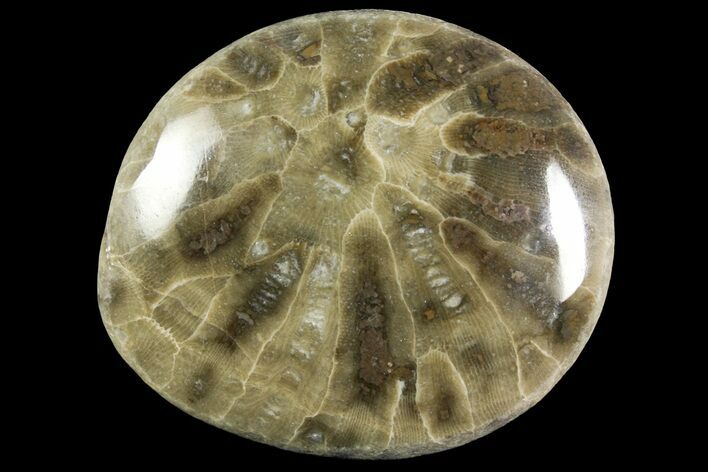 Polished Petoskey Stone (Fossil Coral) - Michigan #156144